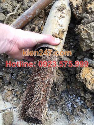 Nguyên Nhân Gây Tắc Cống Phổ Biến Nhất Tại Đống Đa